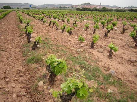 MY HOME. FINCA "Las Encinillas" Navarrete - La Rioja - SPAIN - EUROPE
