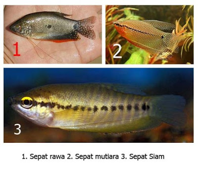 Ikan Sepat Mungil Sih Namun Mantap Disantap Dipancing