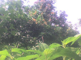 Kebun Mangga