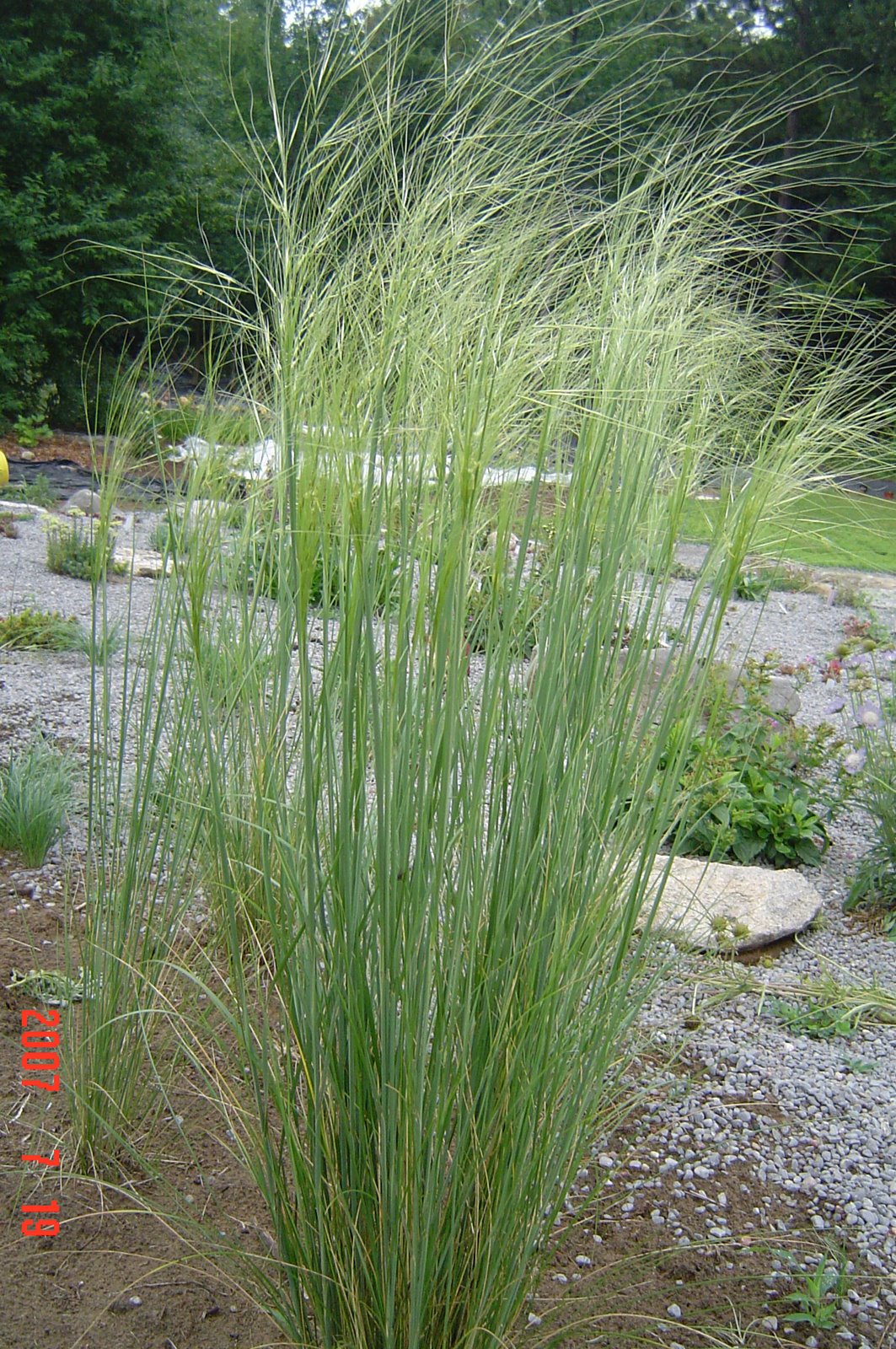 [Stipa.jpg]