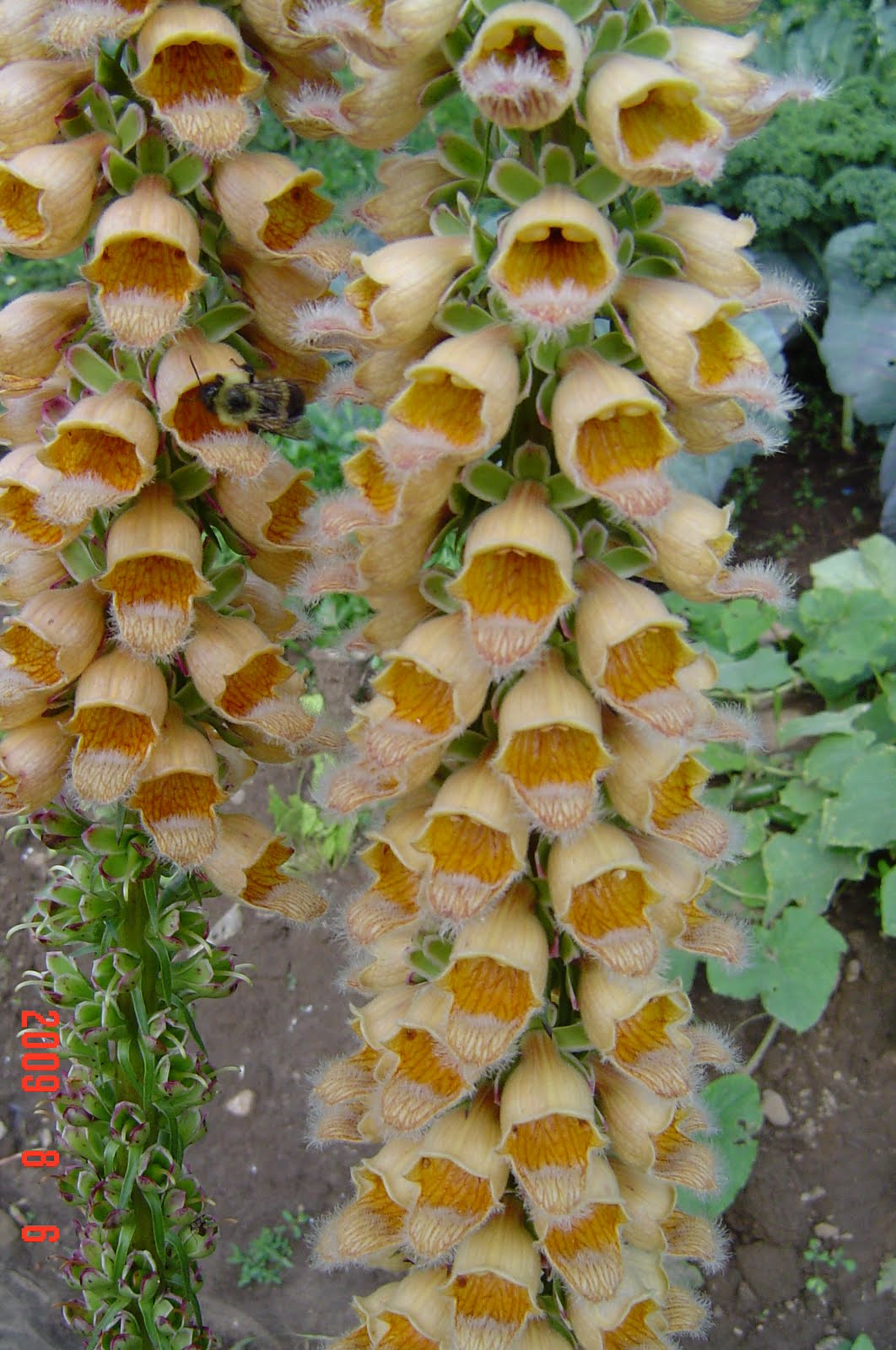 [D+ferruginea+gigantea+Gelber+Herold.jpg]