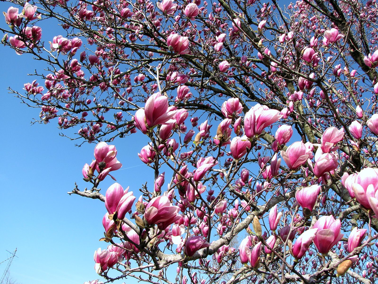 TheHowserHouse SPRING arrives...and our Tulip Tree is in bloom!!!!