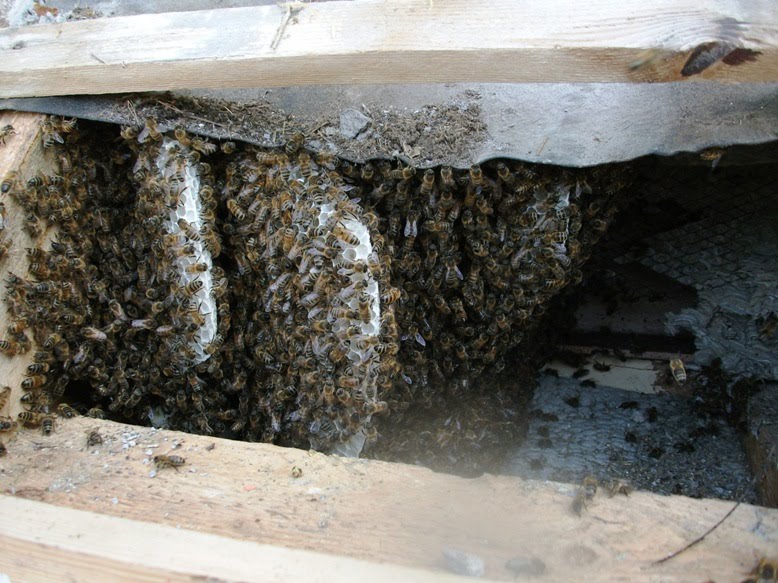 Yatton Area Bee Project Yabeep Honeybee Cut Out Once A Few Tiles Were Removed We Elished That The Comb Was Attached To Rather Old And Disintegrating Roofing Felt Which Now Sagging Under
