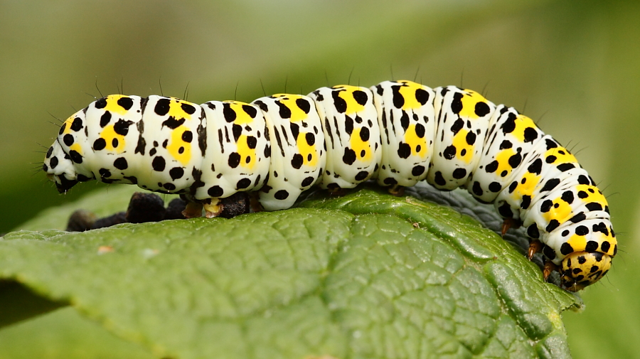 Exotic Caterpillars