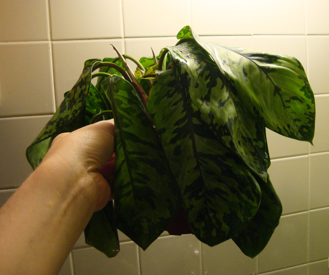 Nature Assassin Oh Nomena, Homalomena!