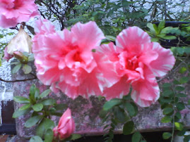 azaleas da minha floreira