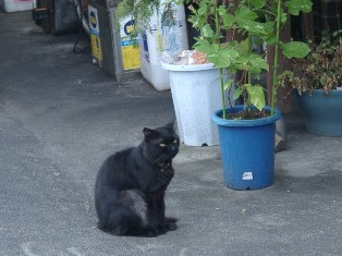 嵯峨野黒猫