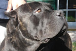 CANE CORSO of Ceddar's Spirit