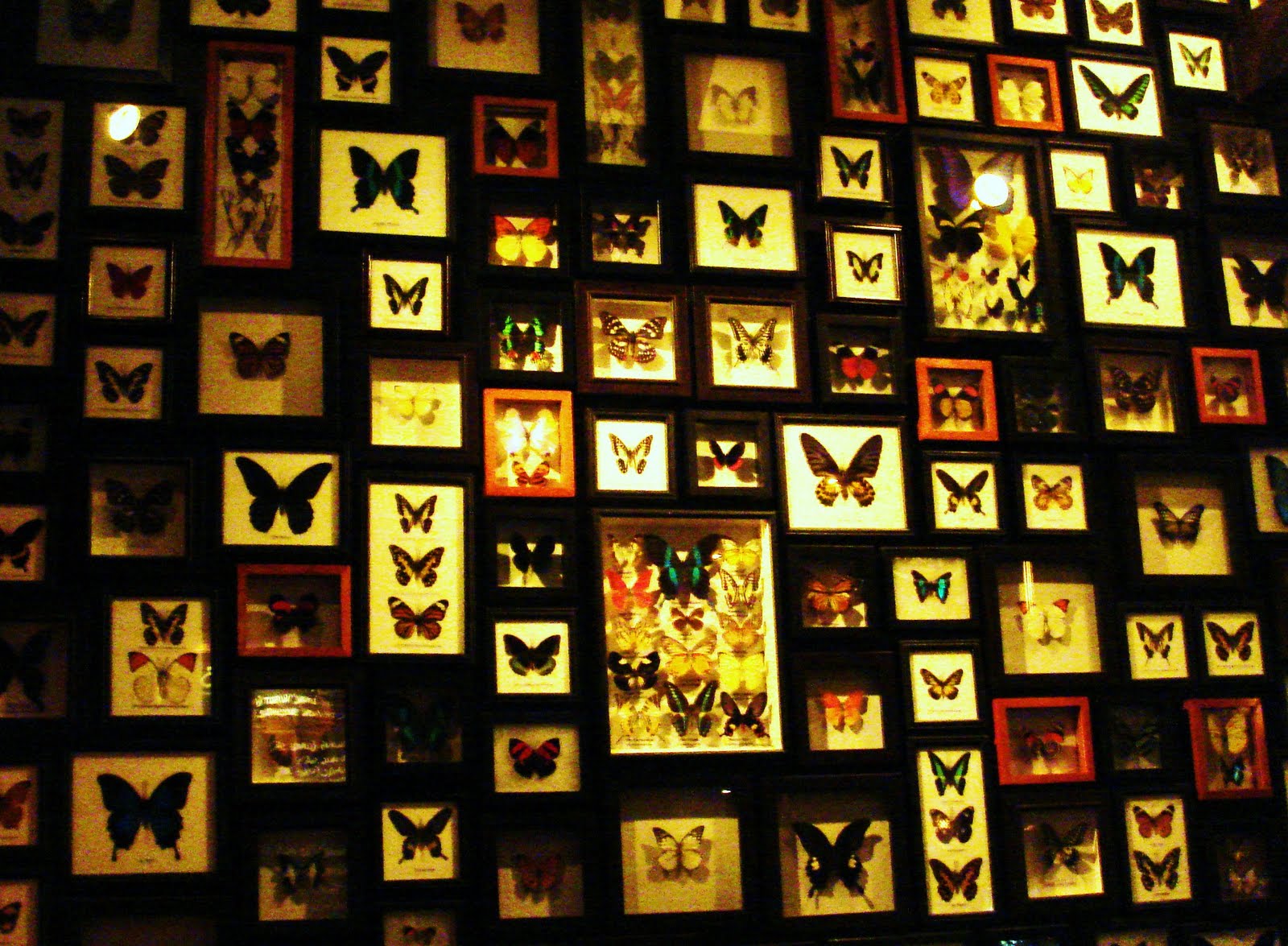 Framed Butterflies