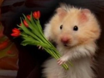 Hamster con flores - Imagui