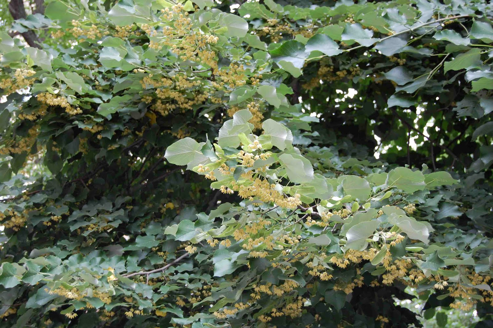 Urban Wildlife Guide Lindens