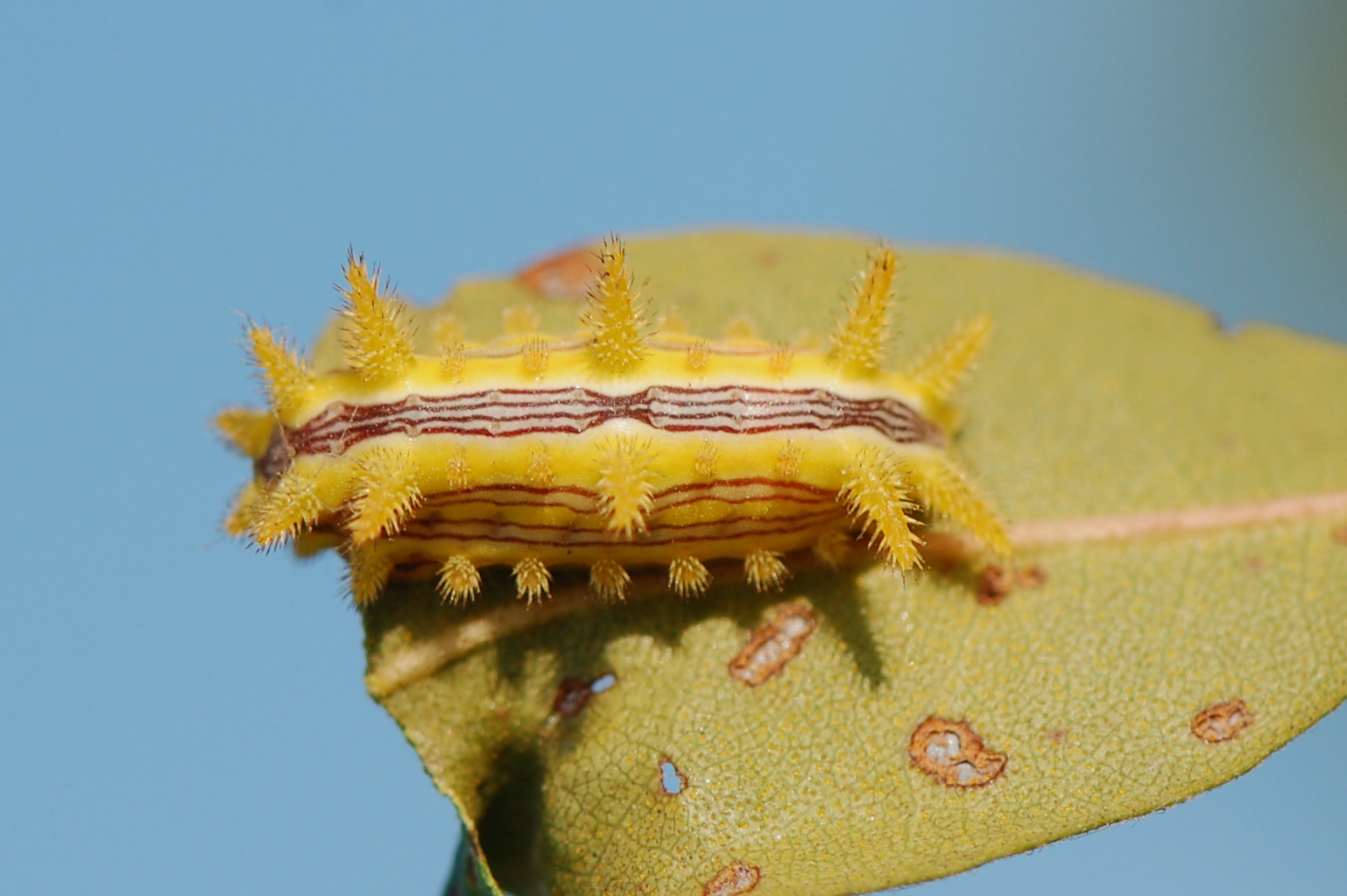 Urban Wildlife Guide: The Stinging Rose Caterpillar
