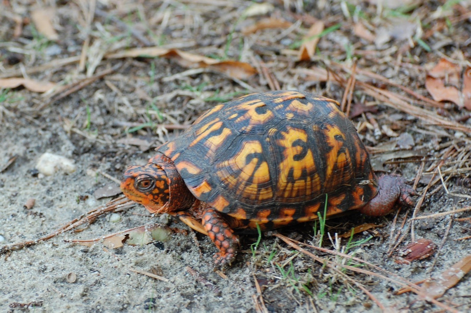 Urban Wildlife Guide: The Eastern Box Turtle