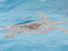 Sea turtle - Lifou Island