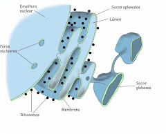 Reticulo Endoplásmatico