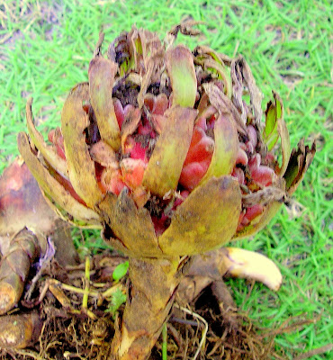 Yellow panoon Etlingeria Siargao Island Philippines
