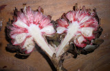 Etlingera fruit body split from Siargao Island, NE Mindanao, Philippines, home of Cloud 9 surfing spot