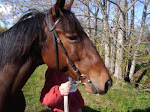 Hästar i mitt stall