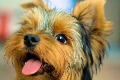 how to housebreak a yorkie in 7 days miniature terrier yorkie humor how to housebreak a yorkie in 7 days miniature terrier yorkie humor