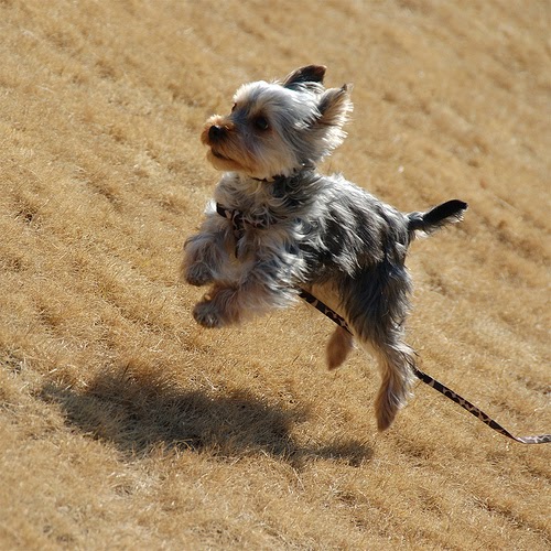 Miniature Yorkshire Terrier Flying Yorkies
