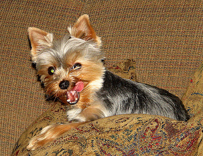 yorkie dental care miniature terrier march 2007 yorkie dental care miniature terrier march 2007