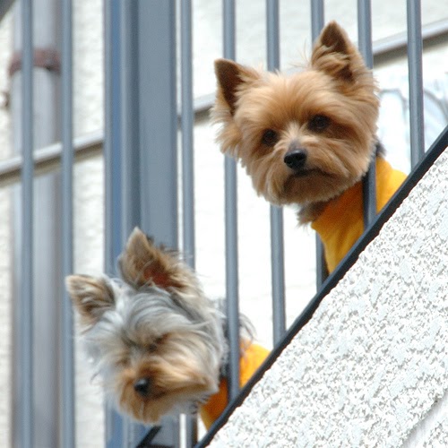 Best Neighbor Barking Dog Deturrent Best Neighbor Barking Dog Deturrent