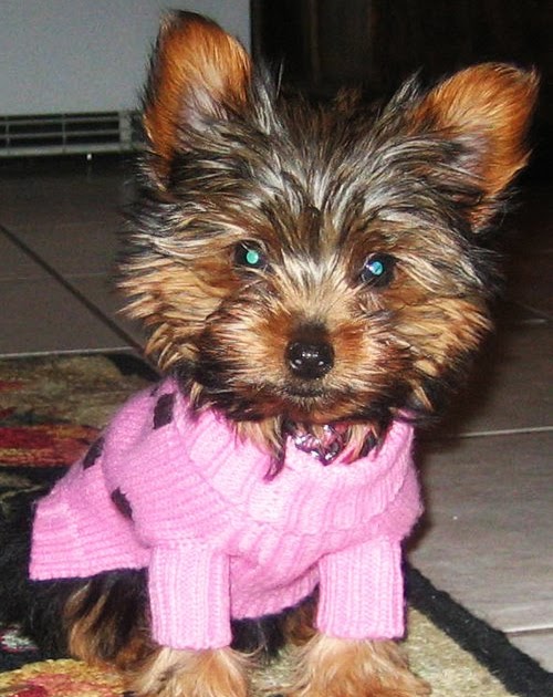 Miniature Yorkshire Terrier Winter Clothes For Your Small Dog Not