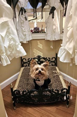 Home Insurance Dog Injury Home Insurance Dog Injury