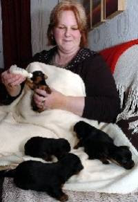 Yorkie Mom