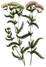 Achillea Millefolium L.