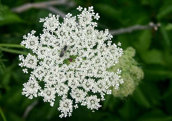Species: Queen Anne's Lace