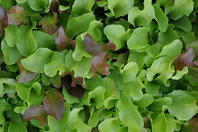 Mixed sallad leaves