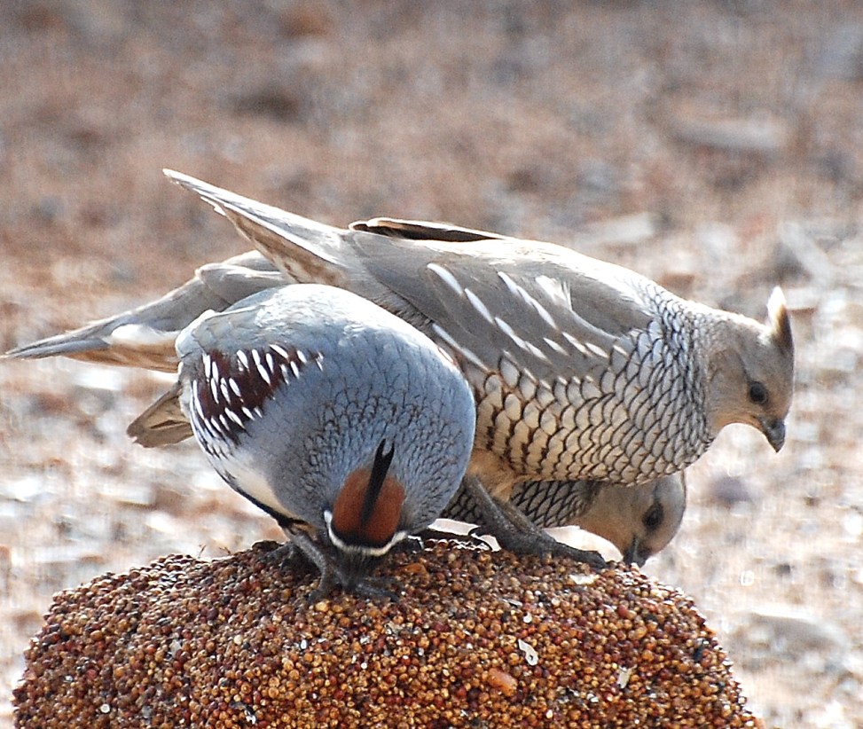 [8.+Scaled+quail.JPG]