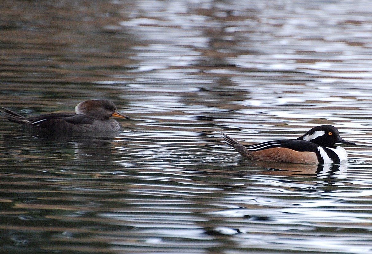 [5.+hooded+mergansers.JPG]