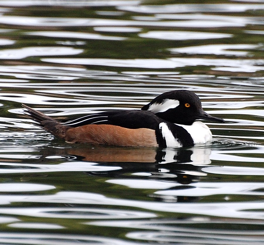 [2.+Hooded+merganser.JPG]