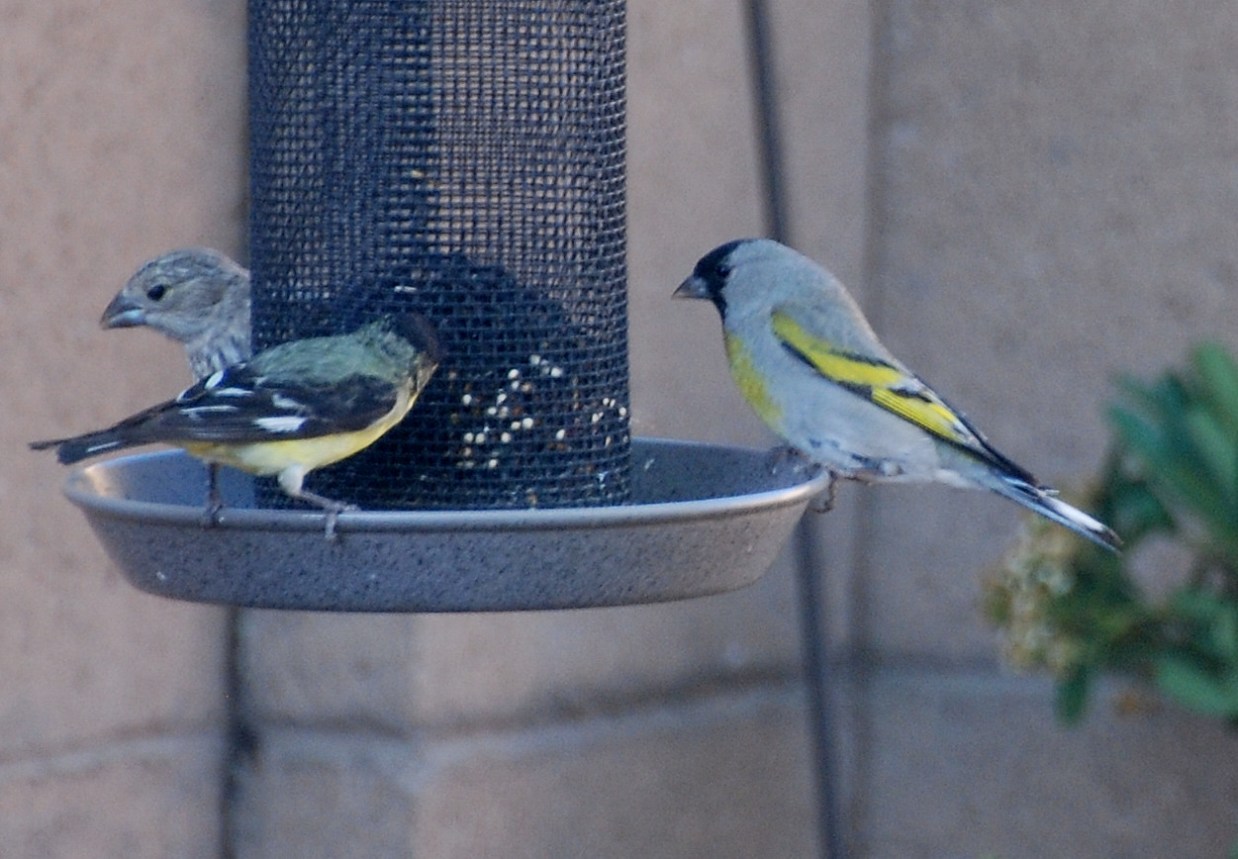 [1.+Lawrence's+goldfinch.JPG]