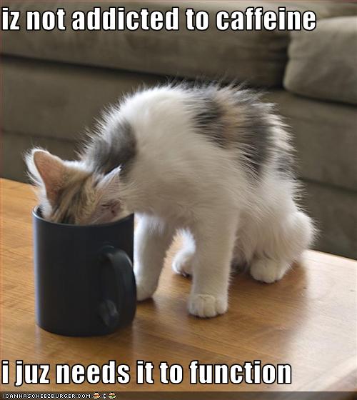 [funny-pictures-cat-loves-coffee.jpg]