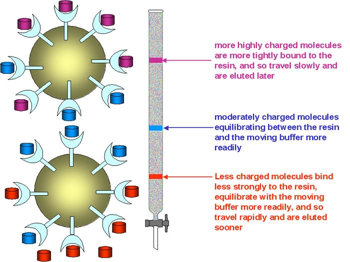 experimental biochemistry ion exchange chromatography iec cation exchange chromatography