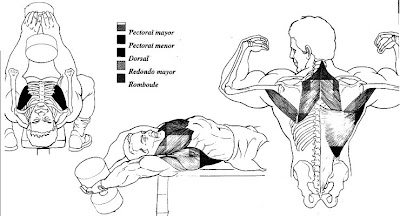 Megapost Todo para el Gimnasio, Rutinas, Dietas y Mas.