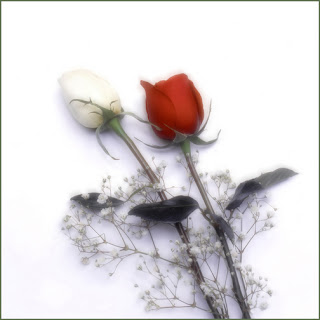 http://4.bp.blogspot.com/_KohtWNM8Sqs/Ruc_nVhZT2I/AAAAAAAAAa4/Ordm6MGiq1g/s320/bot%C3%B5es%2Bde%2Brosas.jpg