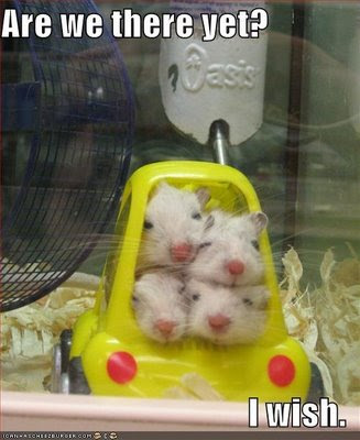mice+in+car.jpg