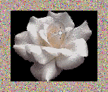 [rosa.gif]
