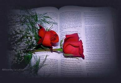 [rosas-livro.bmp]