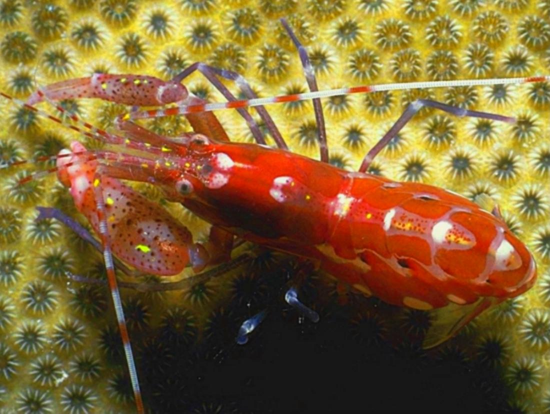 Pistol shrimps have one normal