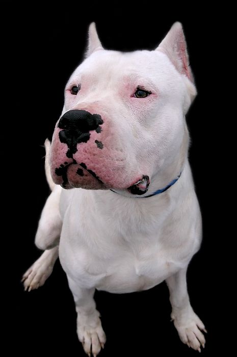 of Argentine Dogo Breeders dogo argentino breeders in california. of Argentine Dogo Breeders