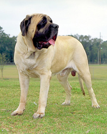 Mastiff Puppies on American Mastiff Dog Posters   Dog Wallpapers