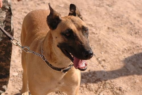 Belgian Malinois Police Dog Breeds Belgian Malinois Police Dog Breeds