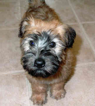 Wheaten Terrier Puppies on Soft Coated Wheaten Terrier Puppies