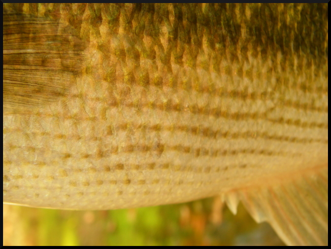 bass spotted smallmouth indiana fishing tooth patch soup spots