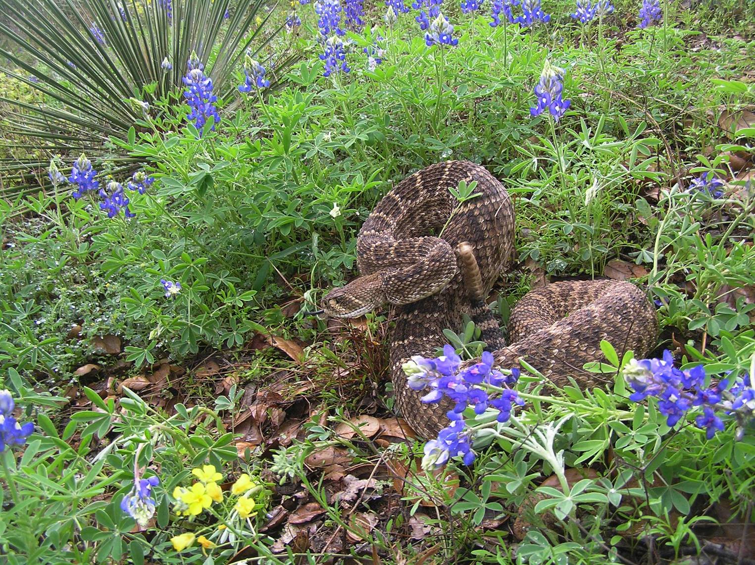 Snake in the house wall (Austin, Round Rock campers, to live, move to